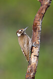 Image. Arizona Woodpecker