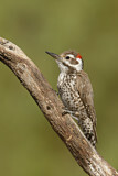 Image. Arizonaspecht