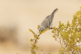 Image. Arizonawaldsänger