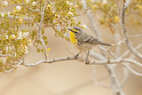 Image. Arizonawaldsänger
