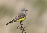 Image. Arkansaskönigstyrann
