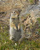 Image. Arktischer Ziesel