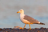 Image. Armenian Gull
