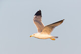 Image. Armenian Gull