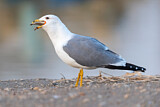 Image. Armenian Gull