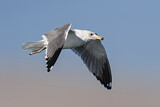 Image. Armenian Gull