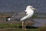 Image. Armenian Gull