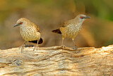 Image. Arrow-marked Babbler