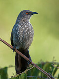 Image. Arrow-marked Babbler