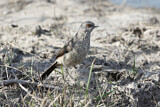 Image. Arrow-marked Babbler