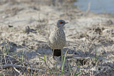 Image. Arrow-marked Babbler