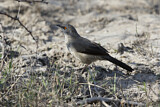Image. Arrow-marked Babbler