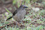 Image. Arrow-marked Babbler