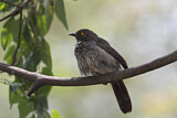 Image. Arrow-marked Babbler