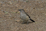 Image. Arrow-marked Babbler