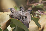 Image. Arrow-marked Babbler