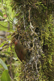 Image. Ash-browed Spinetail