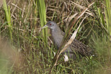 Image. Ash-throated Crake