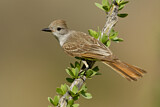Image. Ash-throated Flycatcher