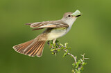Image. Ash-throated Flycatcher