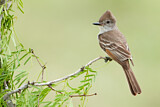 Image. Ash-throated Flycatcher