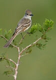 Image. Ash-throated Flycatcher