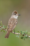 Image. Ash-throated Flycatcher
