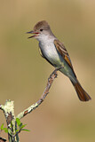 Image. Ash-throated Flycatcher