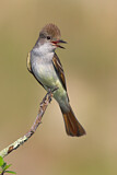Image. Ash-throated Flycatcher