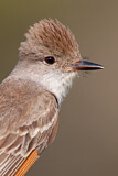 Image. Ash-throated Flycatcher