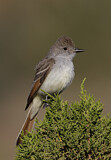 Image. Ash-throated Flycatcher