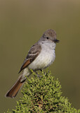 Image. Ash-throated Flycatcher