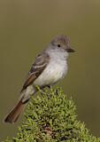 Image. Ash-throated Flycatcher