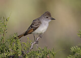 Image. Ash-throated Flycatcher