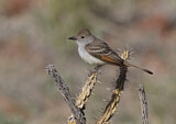Image. Ash-throated Flycatcher