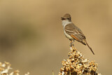 Image. Ash-throated Flycatcher