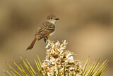 Image. Ash-throated Flycatcher
