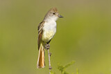 Image. Ash-throated Flycatcher