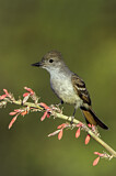 Image. Ash-throated Flycatcher