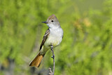 Image. Ash-throated Flycatcher