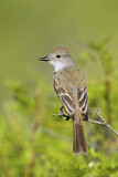Image. Ash-throated Flycatcher