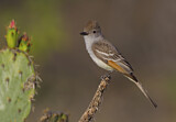 Image. Ash-throated Flycatcher
