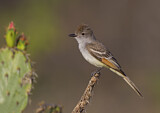 Image. Ash-throated Flycatcher