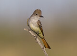 Image. Ash-throated Flycatcher