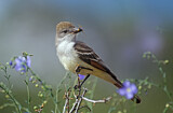 Image. Ash-throated Flycatcher