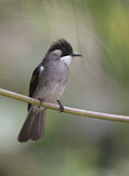 Image. Ashy Bulbul