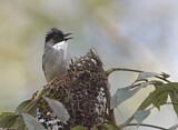 Image. Ashy Bulbul