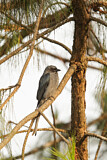 Image. Ashy Drongo