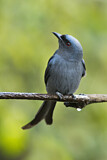 Image. Ashy Drongo