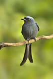 Image. Ashy Drongo